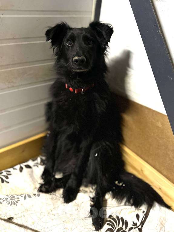 Собаки в Москве: Роскошная Шерон ищет дом Девочка, Бесплатно - фото 2