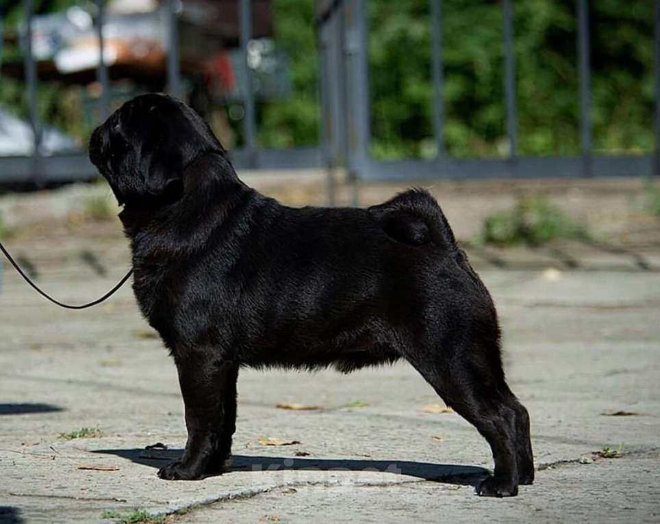 Собаки в Новосибирске: Мопса опытные парни с документами РКФ Мальчик, 40 руб. - фото 3