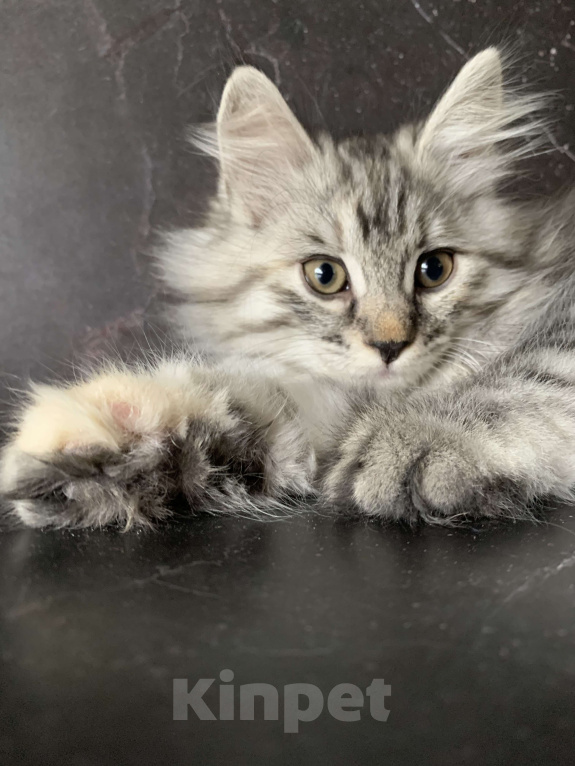 Кошки в Челябинске: Котенок Курильский бобтейл Девочка, 35 000 руб. - фото 1