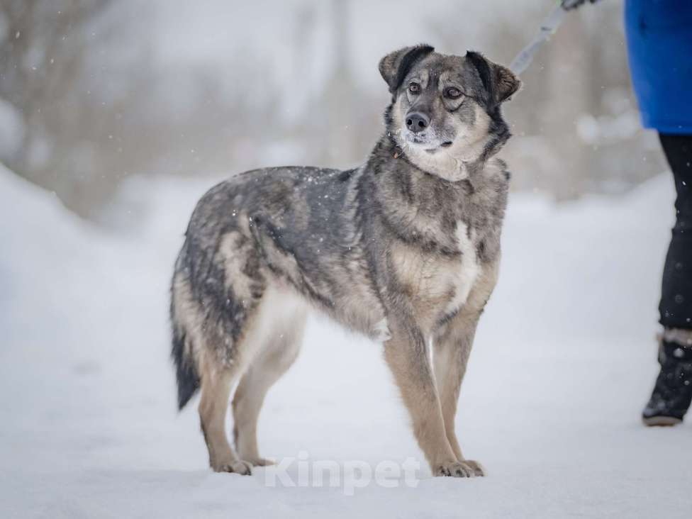 Собаки в Москве: Ласковая, жизнерадостная, позитивная Златочка ждет свою семью, мечтает о доме. Девочка, Бесплатно - фото 9
