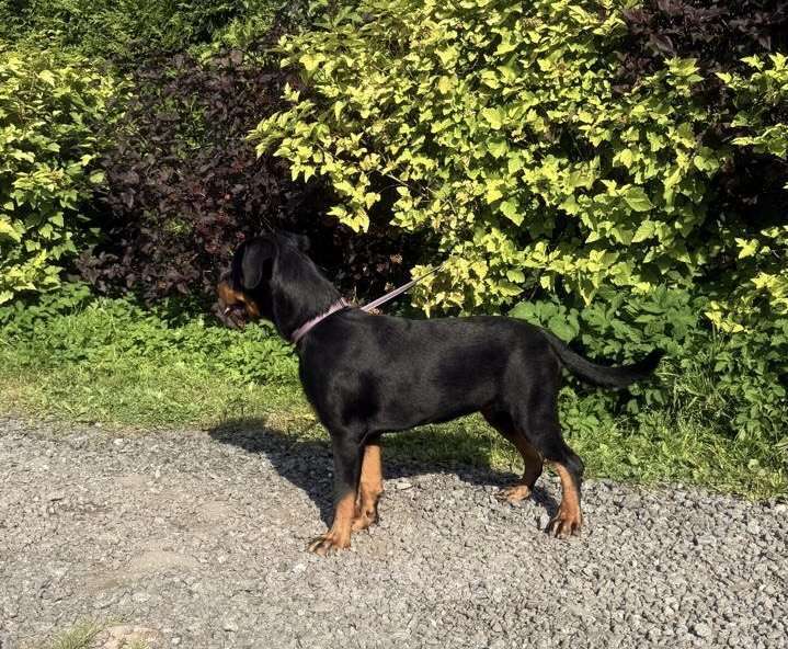 Собаки в других городах Ленинградской области: Питомник ротвейлеров предлагает щенка ротвейлера, суку Девочка, 60 000 руб. - фото 6