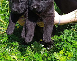 Собаки в Химках: Черные немецкие овчарки Мальчик, 40 000 руб. - фото 2