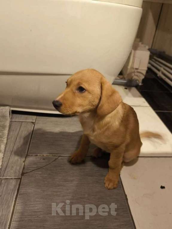 Собаки в других городах Московской области: Щенок Лисёна ищет дом Девочка, Бесплатно - фото 2