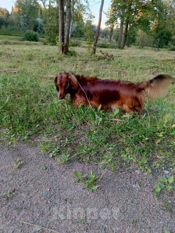 Собаки в Санкт-Петербурге: Вязка Мальчик, 1 руб. - фото 4