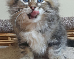 Кошки в Севастополе: Сибирский котенок девочка Девочка, 30 000 руб. - фото 3