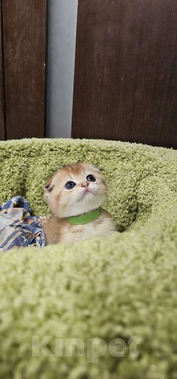 Кошки в Балашихе: Золотой пирожок Мальчик, 50 000 руб. - фото 3