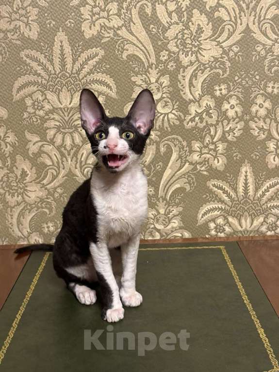 Кошки в Санкт-Петербурге: Котёнок корниш -рекс Мальчик, 40 000 руб. - фото 1