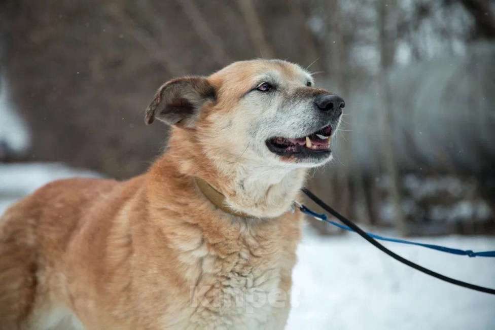 Собаки в Москве: Томми Мальчик, Бесплатно - фото 5