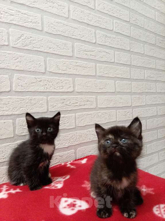 Кошки в Искитиме: Отдам кошечку в добрые руки🌼 Девочка, 1 руб. - фото 5