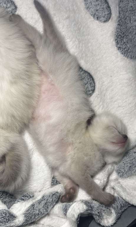 Кошки в Москве: Невские маскарадные котята  Девочка, 25 000 руб. - фото 4