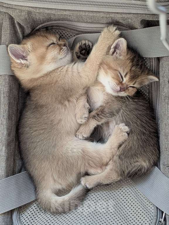 Кошки в Подольске: Британские котята Разнополые, 20 000 руб. - фото 4