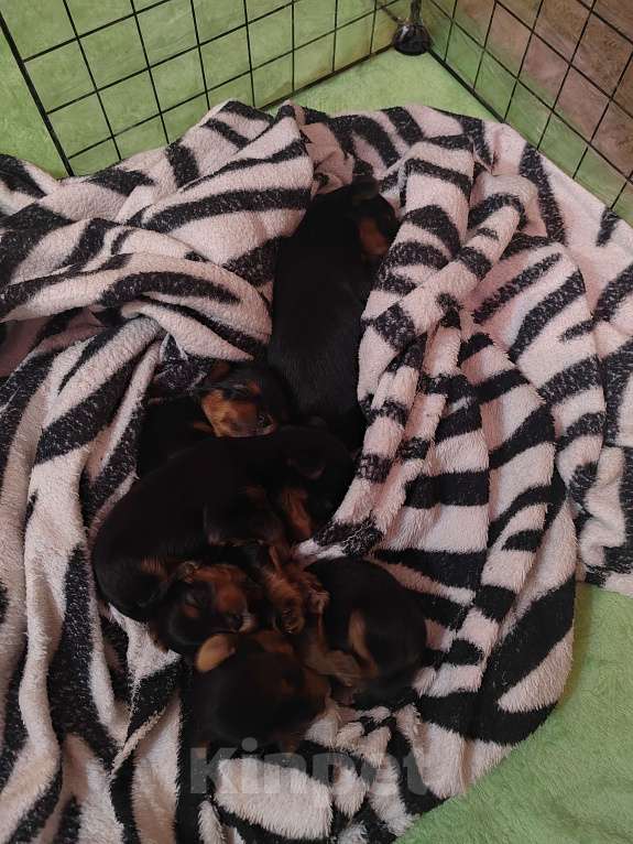 Собаки в Пензе: Йоркширский терьер щеночки Разнополые, 20 000 руб. - фото 4