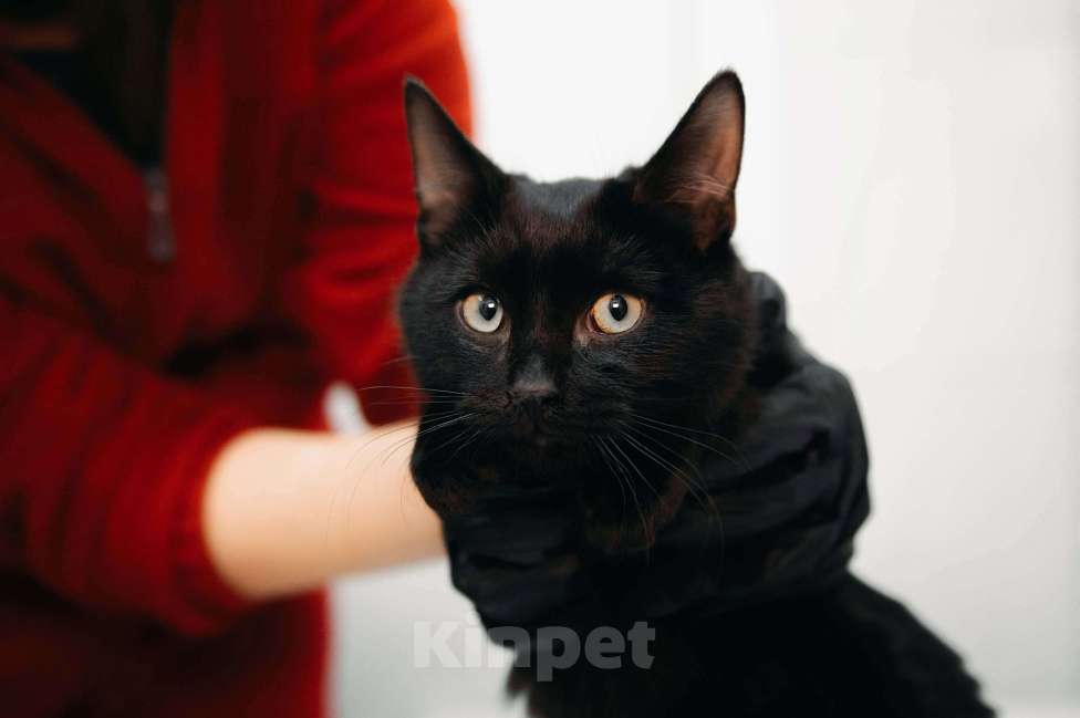 Кошки в Москве: Фибоначи - нежный скромный котик. Мальчик, Бесплатно - фото 6