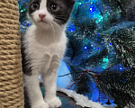 Кошки в Краснодаре: Шотландская ВИСЛОУХАЯ короткошерстная Девочка, 10 000 руб. - фото 5