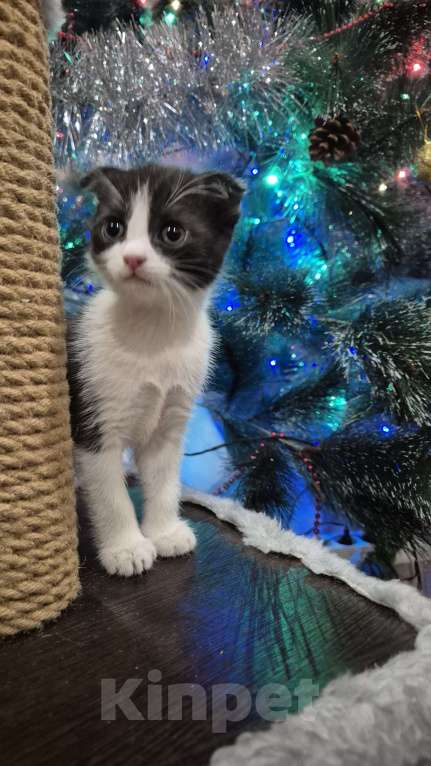 Кошки в Краснодаре: Шотландская ВИСЛОУХАЯ короткошерстная Девочка, 10 000 руб. - фото 5