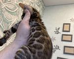 Кошки в Пензе: Котята бенгалы Мальчик, 10 000 руб. - фото 4