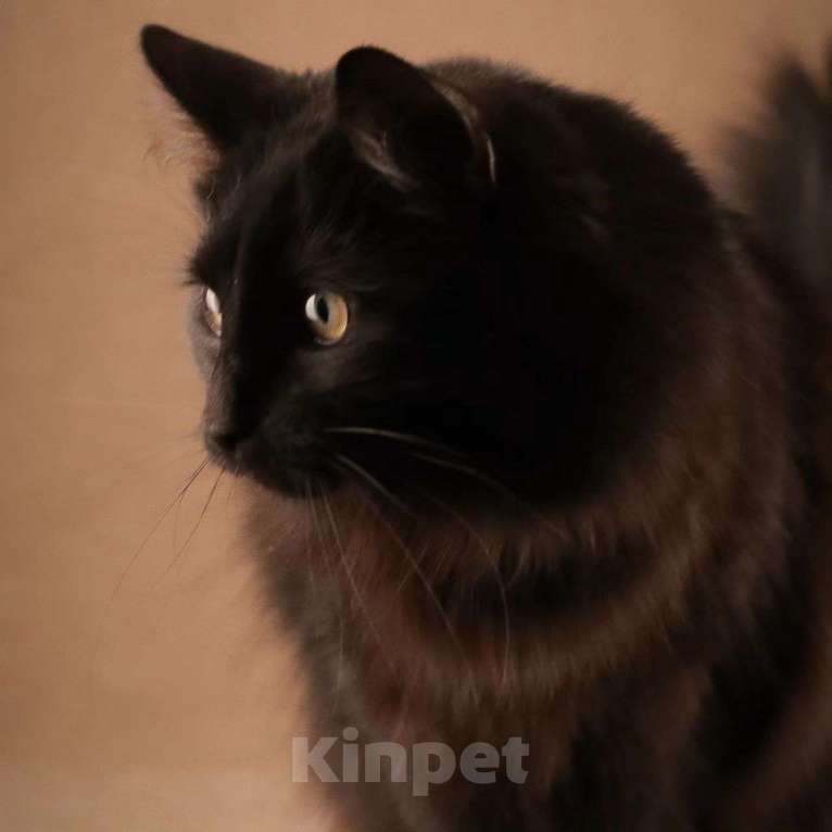 Кошки в Москве: Черная пушистая Мася, жертва живодеров Девочка, Бесплатно - фото 5