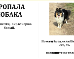 Собаки в Ярославле: потерялся пёсик 2 годика шелти ярославль  Мальчик, 10 000 руб. - фото 2