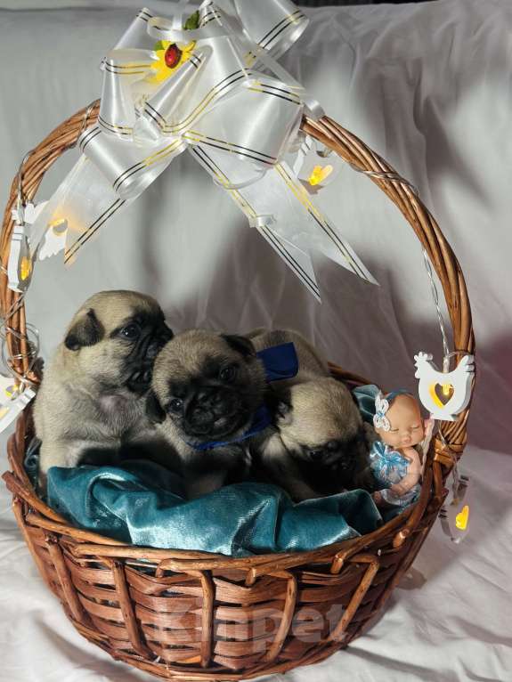 Собаки в Оренбурге: Девочка Девочка, 25 000 руб. - фото 9