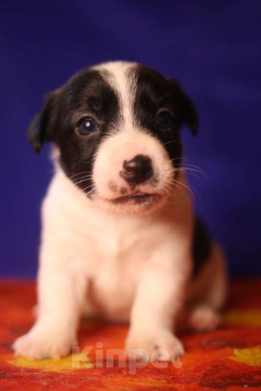 Собаки в Всеволожске: Щенок дрт девочка гладкая бело черная Девочка, 50 000 руб. - фото 6