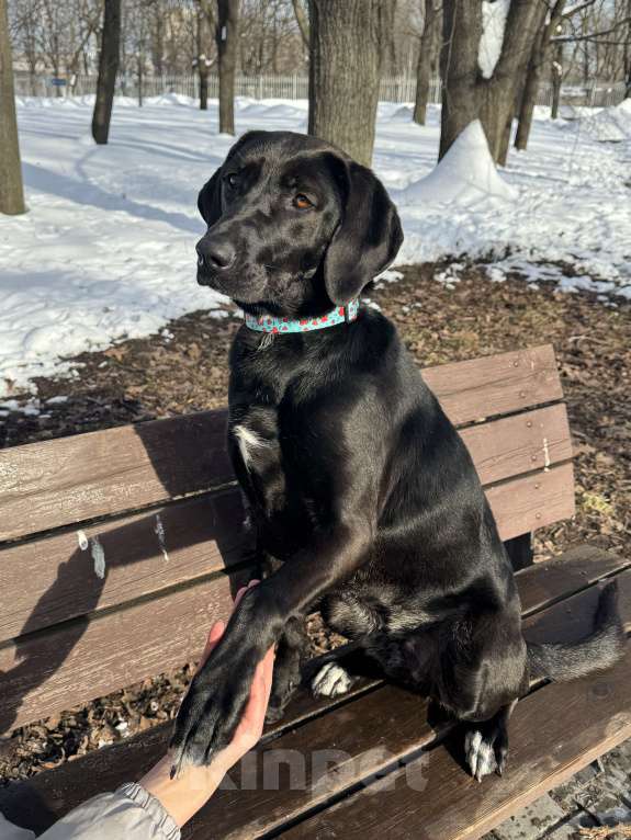 Собаки в Москве: Собака бесплатно в Москве Девочка, Бесплатно - фото 8