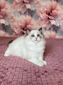 Рэгдолл мальчик