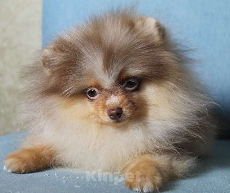 Собаки в Москве: Померанский мини мальчик Мальчик, 60 000 руб. - фото 2