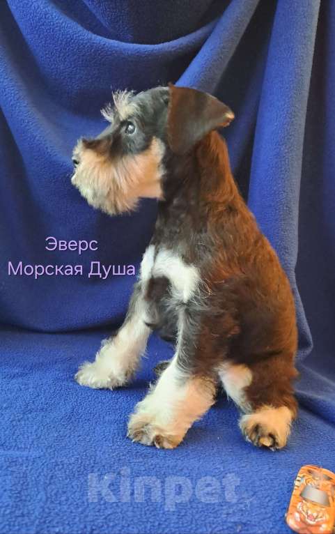 Собаки в Севастополе: Замечательные щенки цвергшнауцера от титулованных родителей Мальчик, 50 000 руб. - фото 2