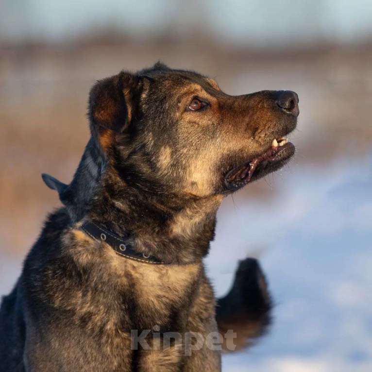 Собаки в Москве: Статный метис босерона Грей в добрые руки Мальчик, Бесплатно - фото 6
