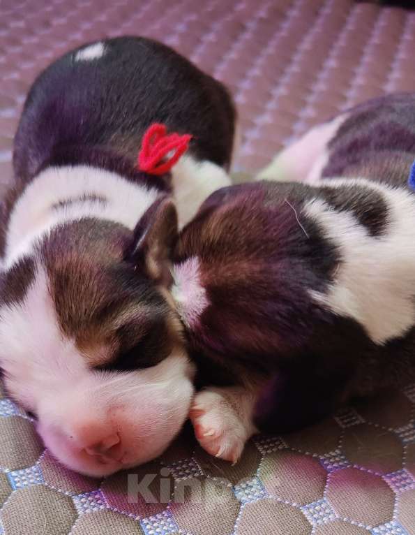 Собаки в Москве: Щенки бигля родились 01.03.2025. от клубных родителей с документами РКФОткрыто бронирование. Мальчик, 50 000 руб. - фото 4