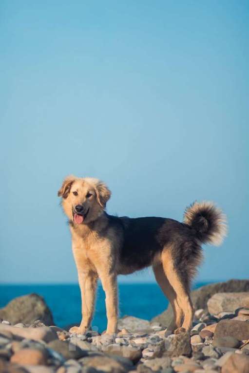 Собаки в Москве: Малышка с чудесным характером ищет семью. Девочка, Бесплатно - фото 1