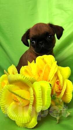 Собаки в Москве: рыжий мальчик пти брабансона Мальчик, 45 000 руб. - фото 4