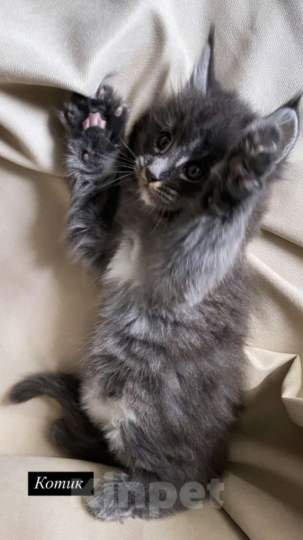 Кошки в Москве: Котята Мейн-Кун Мальчик, 100 000 руб. - фото 2