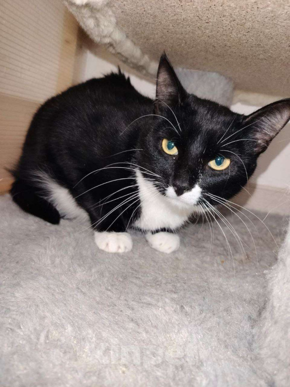 Кошки в Москве: Малышка Кýпи Девочка, Бесплатно - фото 9