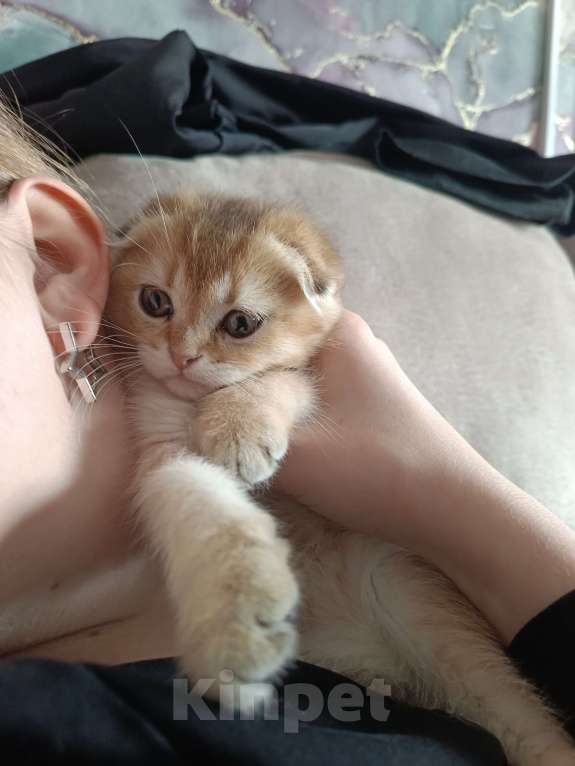 Кошки в Екатеринбурге: Вислоухий мальчик окрас ny11 Мальчик, 16 000 руб. - фото 2