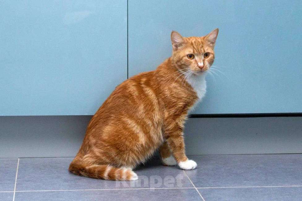 Кошки в Москве: Кошка Дуся в добрые руки Девочка, Бесплатно - фото 3