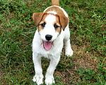 Собаки в других городах Ростовской области: Джек Рассел Терьер Мальчик, 30 000 руб. - фото 6