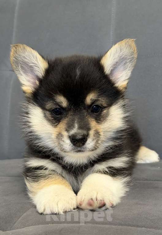Собаки в Санкт-Петербурге: Мальчик вельш корги пемброк Мальчик, 50 000 руб. - фото 1
