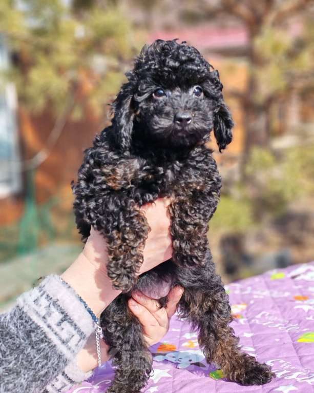 Собаки в Омске: Той пудель Девочка, 50 000 руб. - фото 2