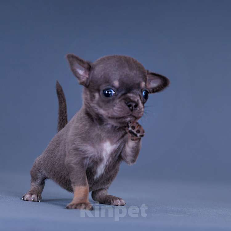 Собаки в Люберцах: Чихуахуа мини Мальчик, 75 000 руб. - фото 2