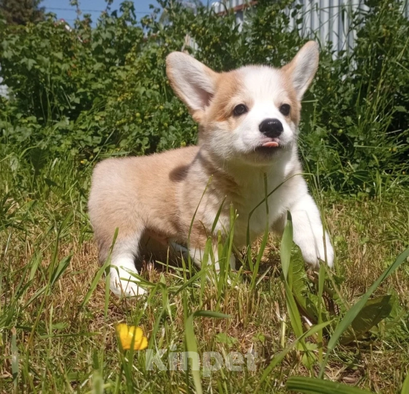Собаки в Можайске: Вельш-корги пемброк Миллениум Аркобалено Мальчик, 70 000 руб. - фото 4