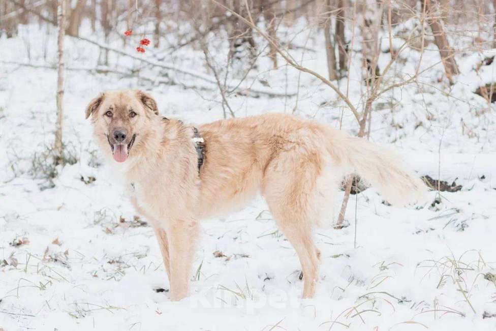 Собаки в Москве: Саймон ищет дом Мальчик, Бесплатно - фото 5