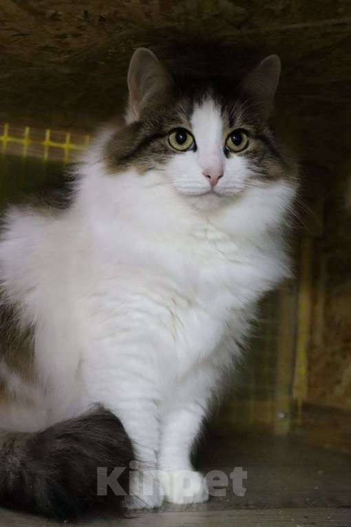 Кошки в Москве: Планета — это кошка с особым шармом Девочка, Бесплатно - фото 3