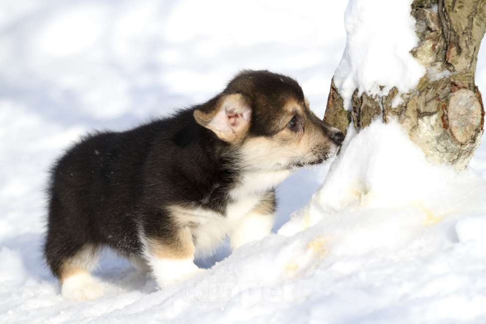 Собаки в Москве: Вельш корги пемброк Мальчик, 45 000 руб. - фото 3
