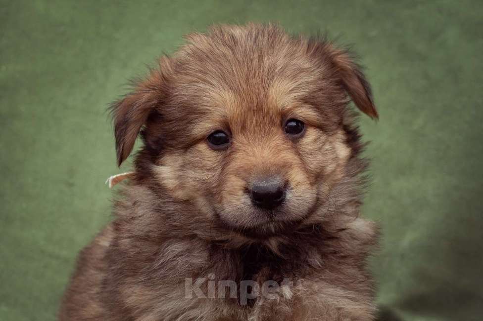 Собаки в Москве: щенок Яшма ищет семью Девочка, Бесплатно - фото 1