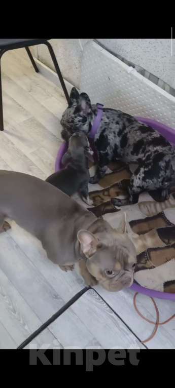 Собаки в Иркутске: Французский бульдог, щенок Мальчик, Бесплатно - фото 6