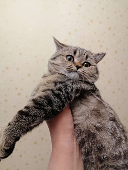 Породистая кошечка