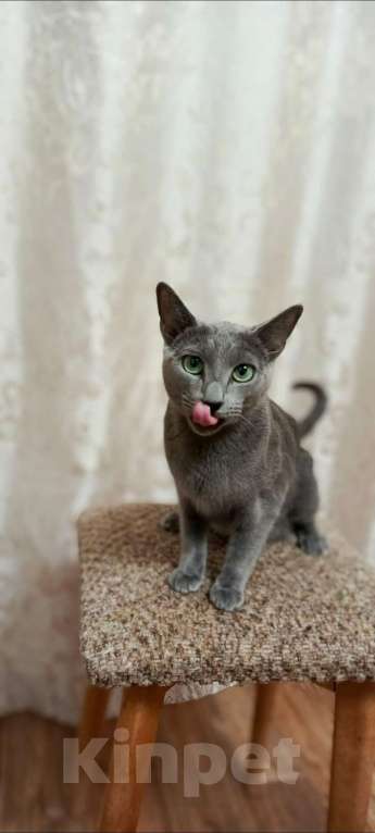 Кошки в Новосибирске: Котенок русской голубой  Мальчик, 35 000 руб. - фото 4