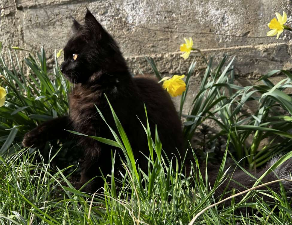 Кошки в Пятигорске: Питомник Affectionate miracle Мальчик, Бесплатно - фото 5