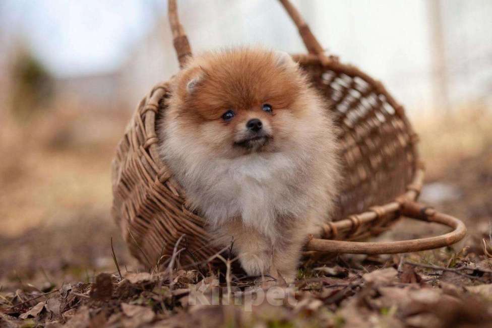 Собаки в других городах Московской области: Щенок померанского шпица Мальчик, 35 000 руб. - фото 5